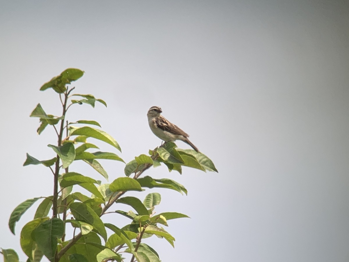 Pin-tailed Whydah - ML641284568