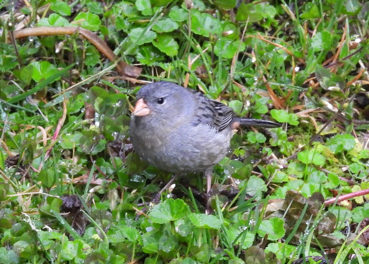 Plain-colored Seedeater - ML641284578