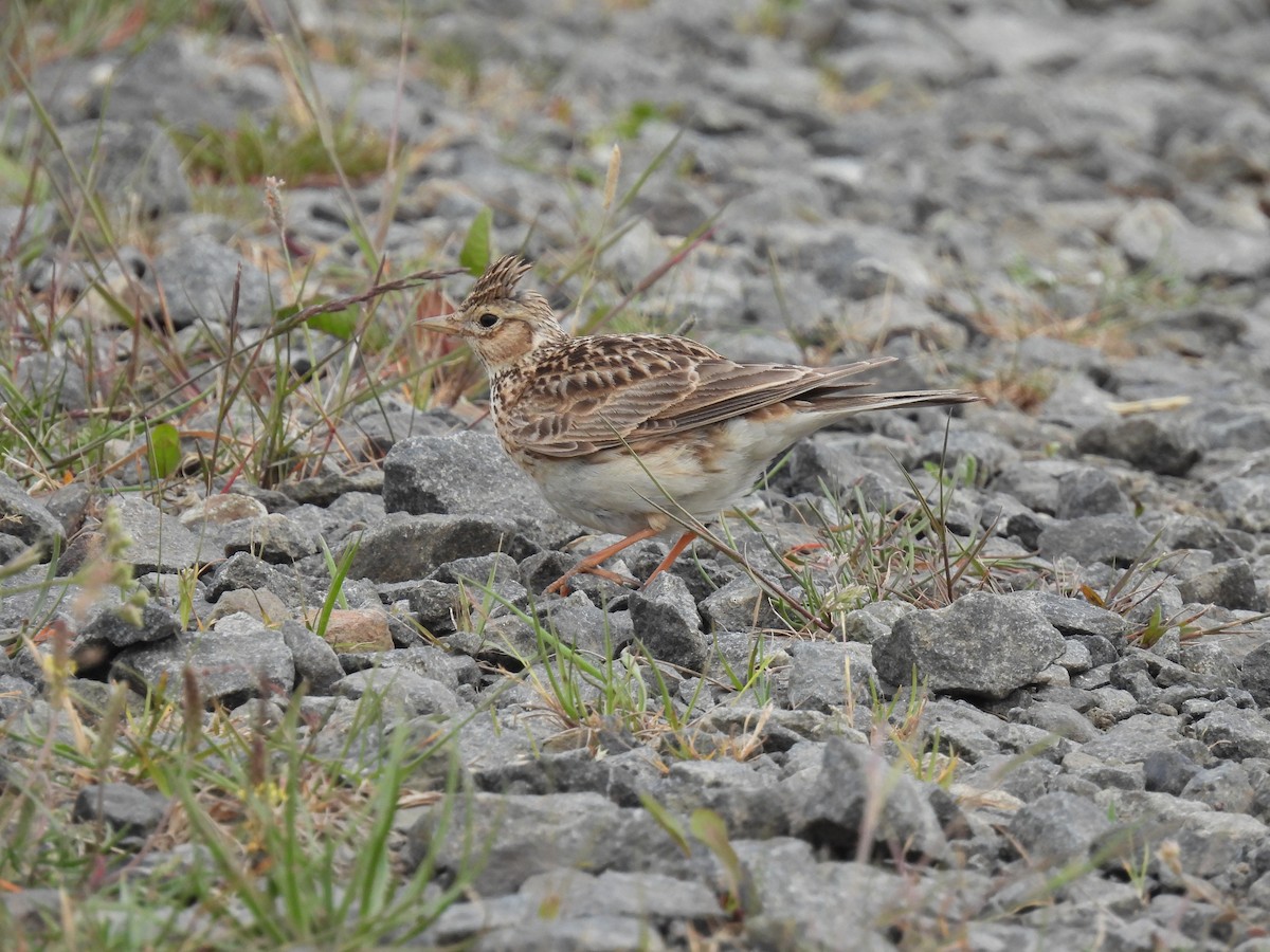 Eurasian Skylark - ML641284598