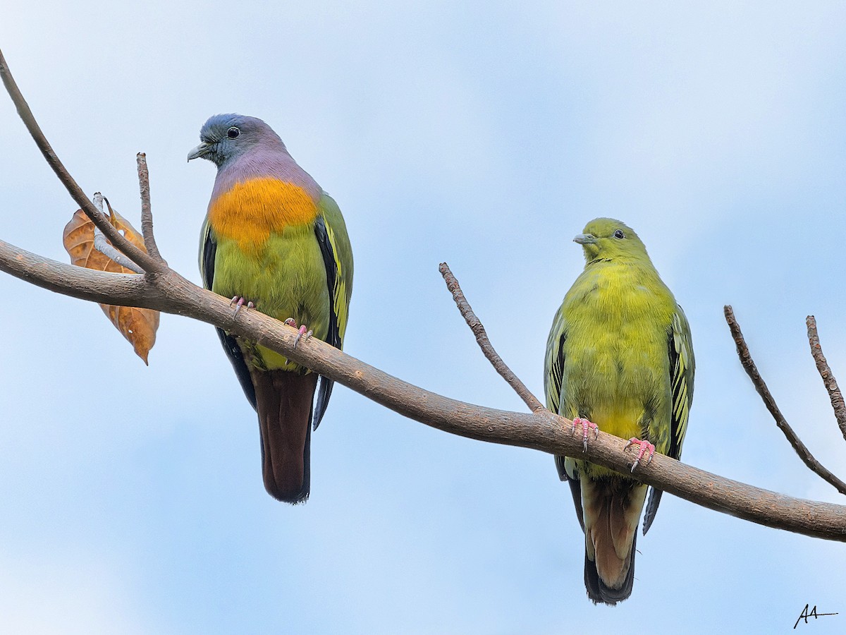 Pink-necked Green-Pigeon - ML641284604