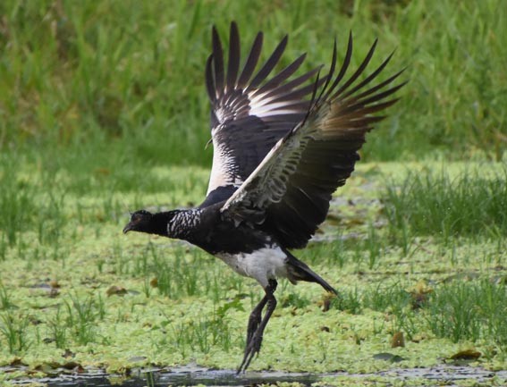 Horned Screamer - ML641284605