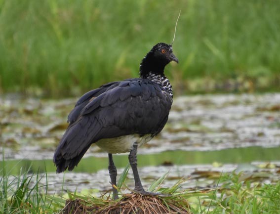 Horned Screamer - ML641284622