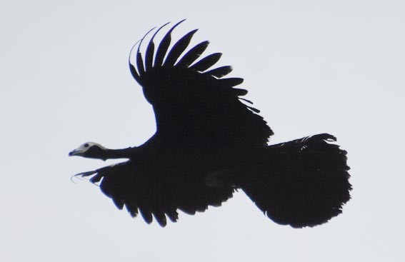 Blue-throated Piping-Guan - ML641284629