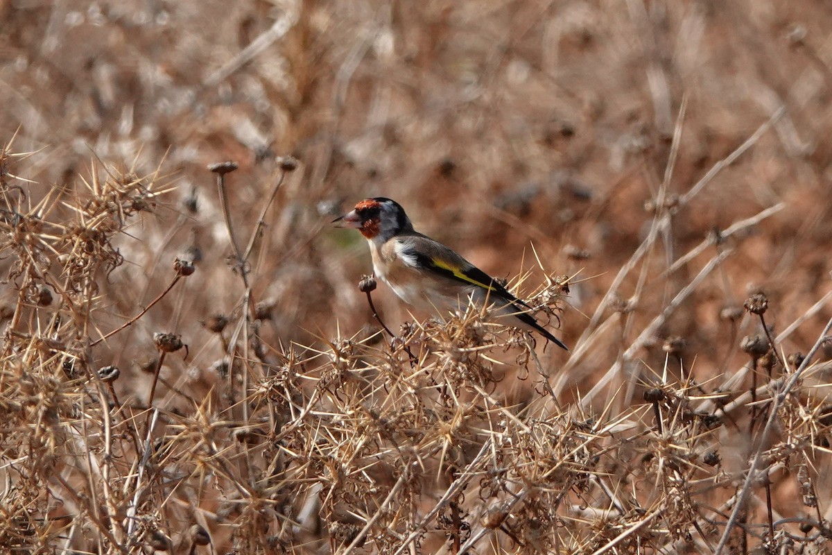 European Goldfinch - ML641284675