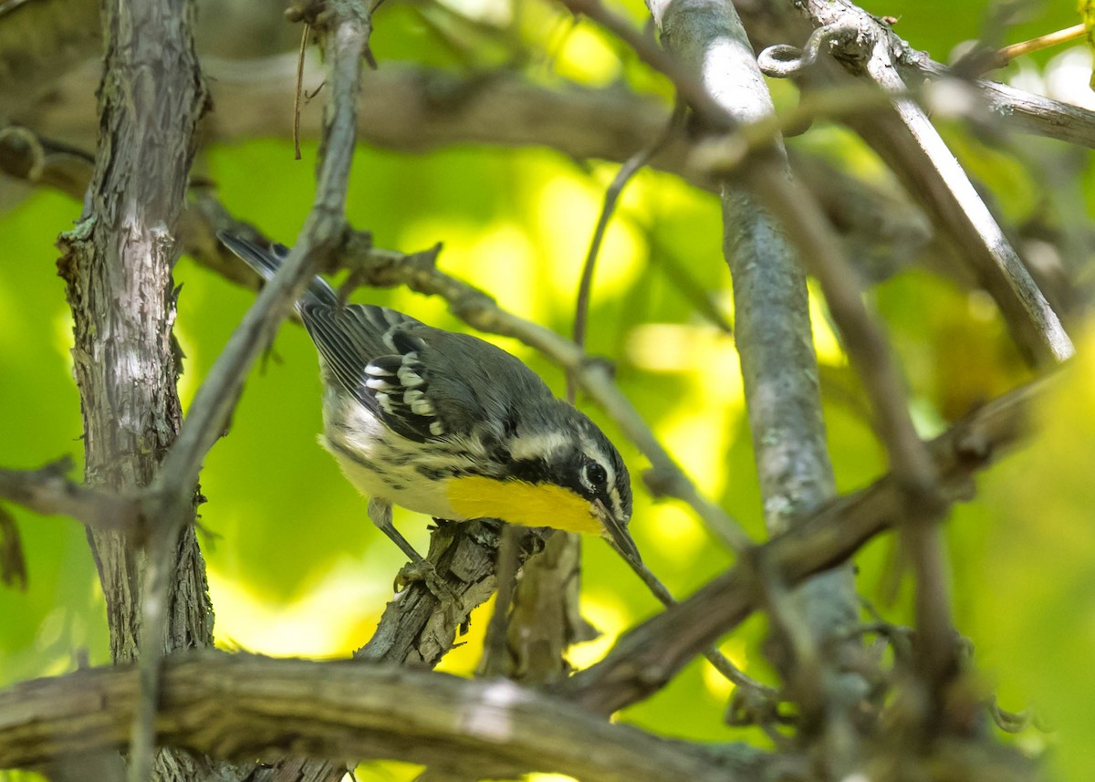 gulstrupeparula - ML641284685