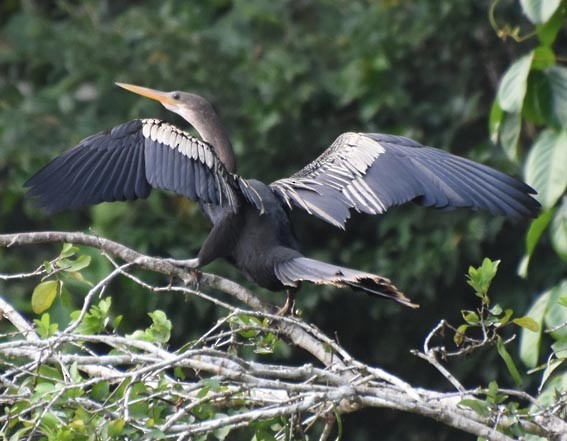 Anhinga - ML641284717