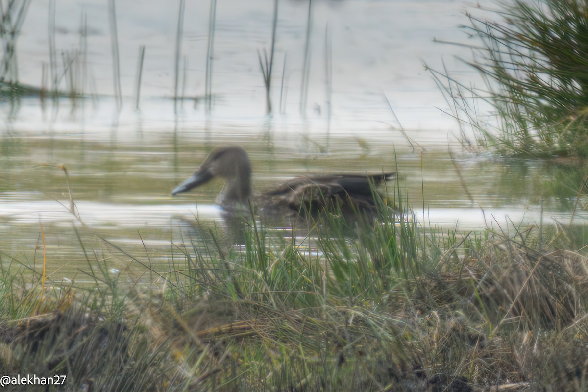 Cape Shoveler - ML641284739