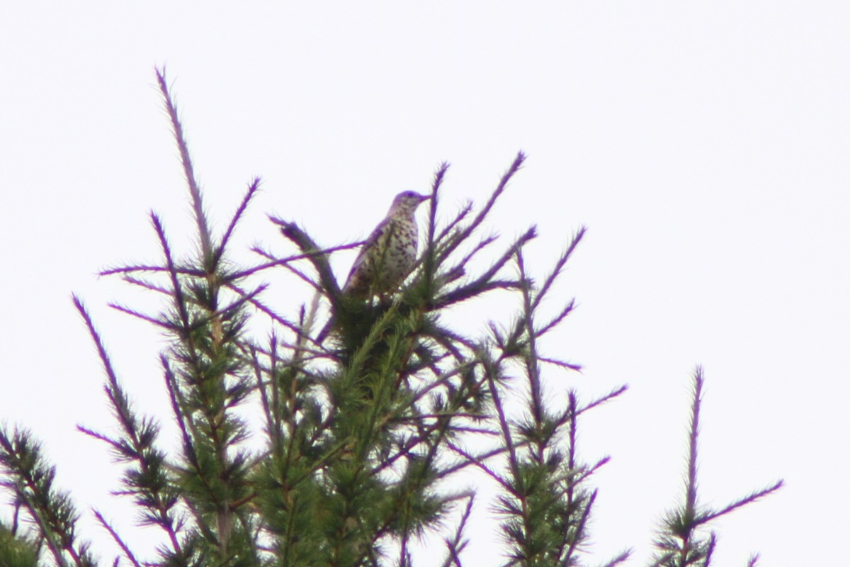 Mistle Thrush - ML641284770