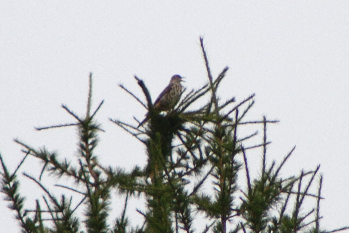 Mistle Thrush - ML641284771