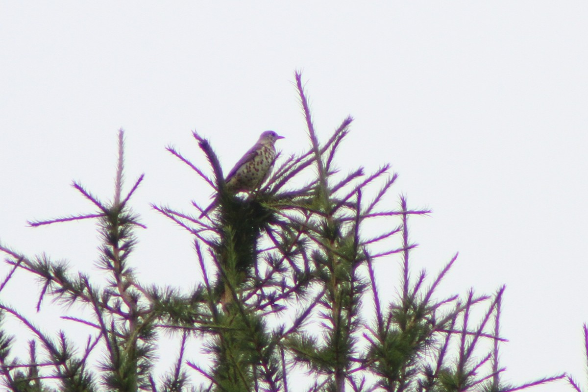 Mistle Thrush - ML641284772