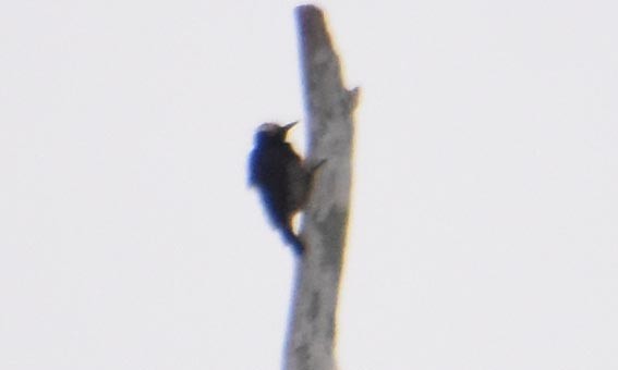 Yellow-tufted Woodpecker - ML641284779