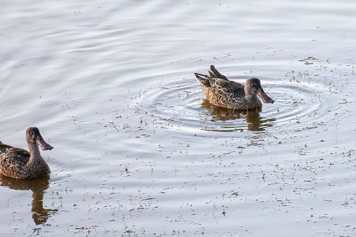 Northern Shoveler - ML641284794