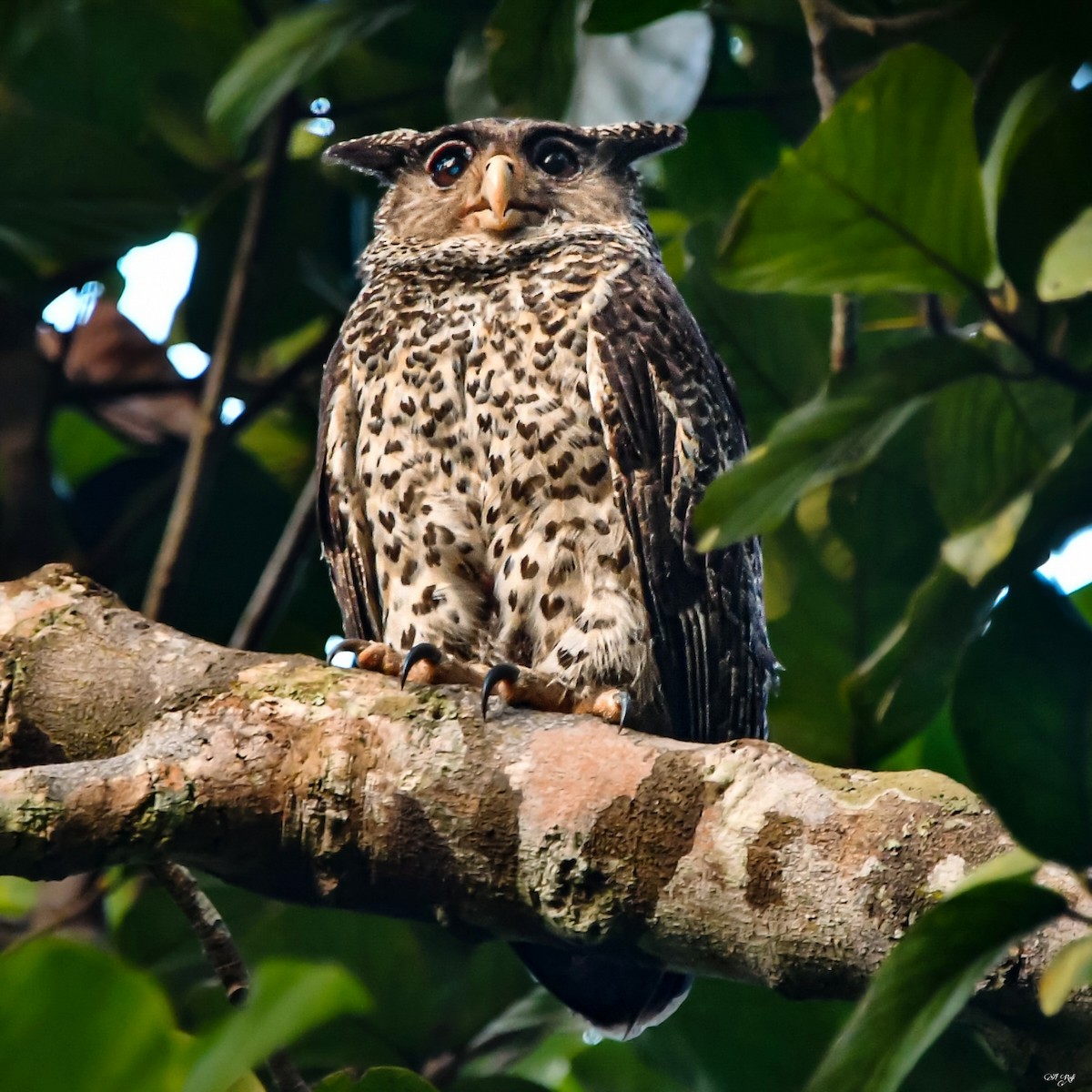Spot-bellied Eagle-Owl - ML641284815