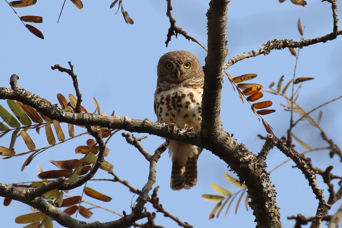 African Barred Owlet - ML641284823