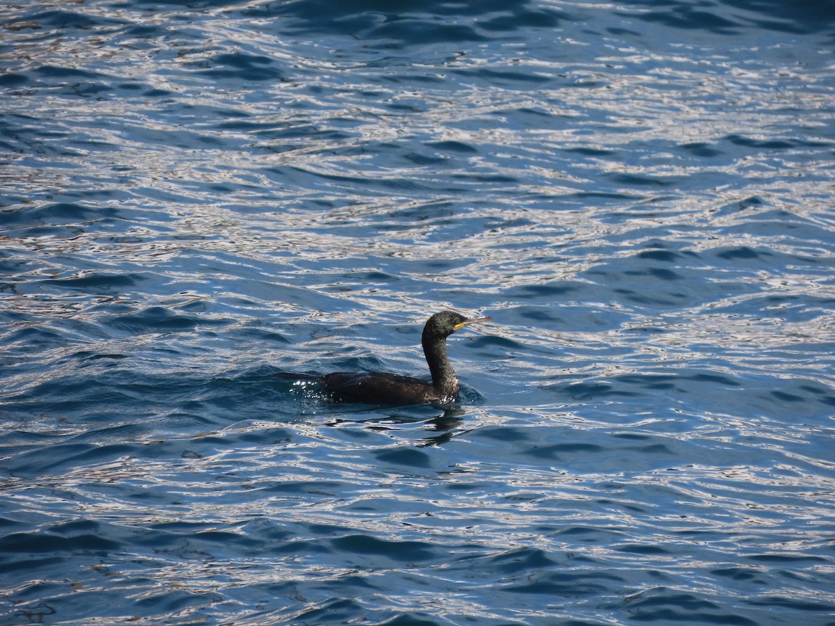 Ubarroi mottoduna (mediterraneoa) - ML641284835