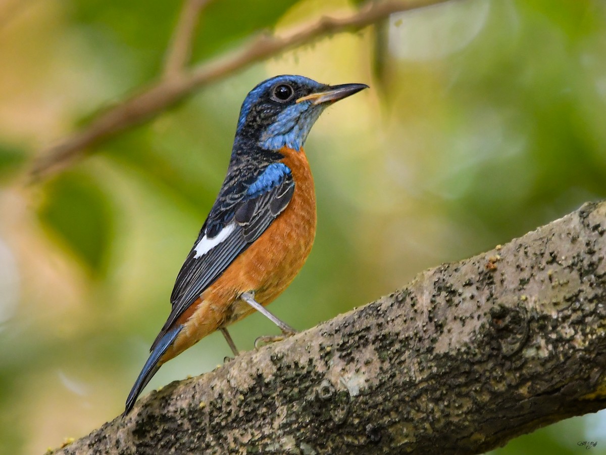 Blue-capped Rock-Thrush - ML641284837