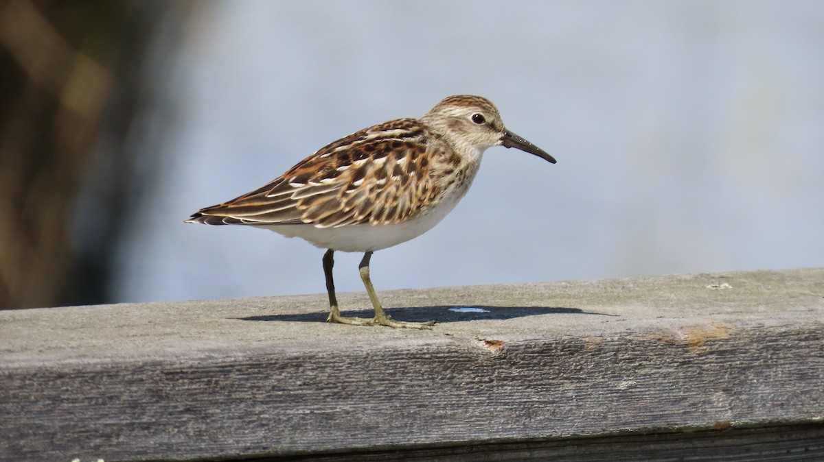 pygmésnipe - ML641284849