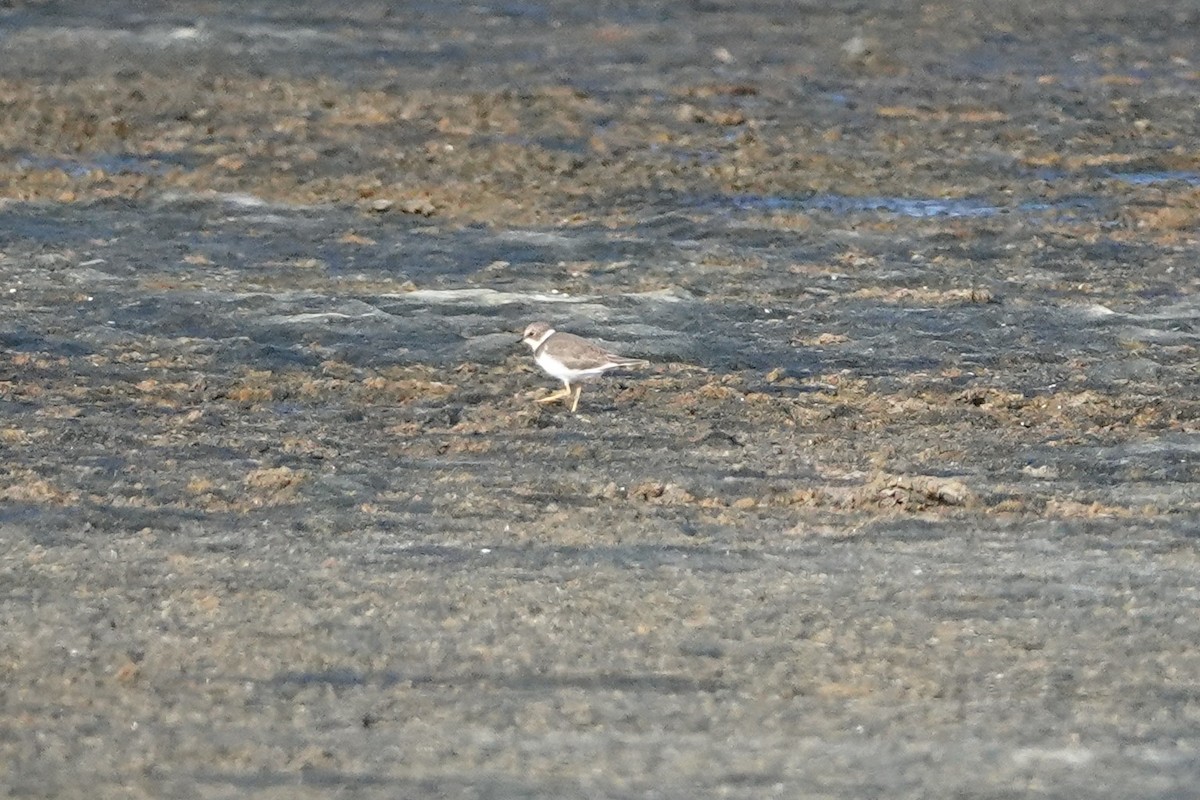 Little Ringed Plover - ML641284856