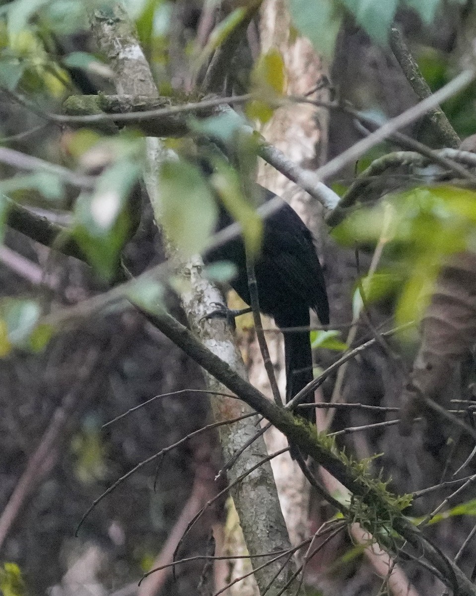 Smooth-billed Ani - ML641284858