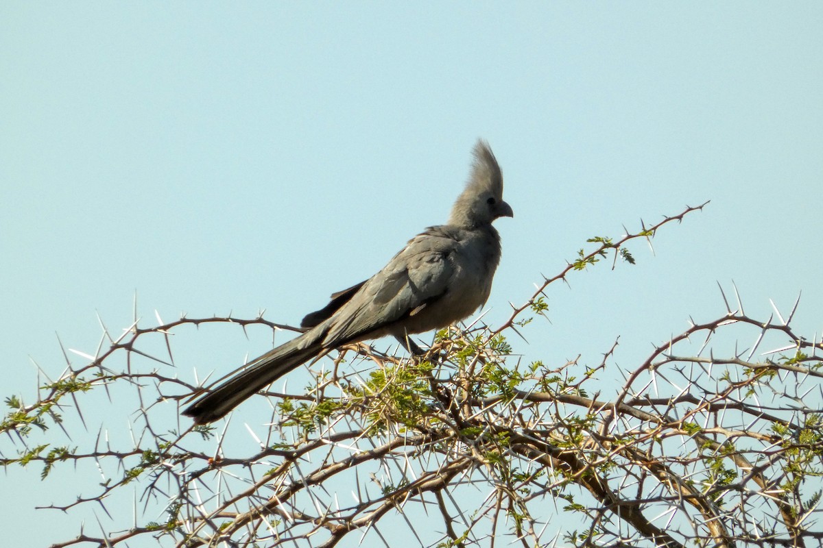 Gray Go-away-bird - ML641284865