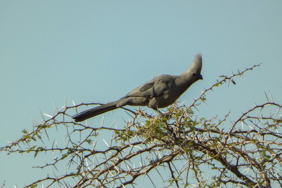 Gray Go-away-bird - ML641284866