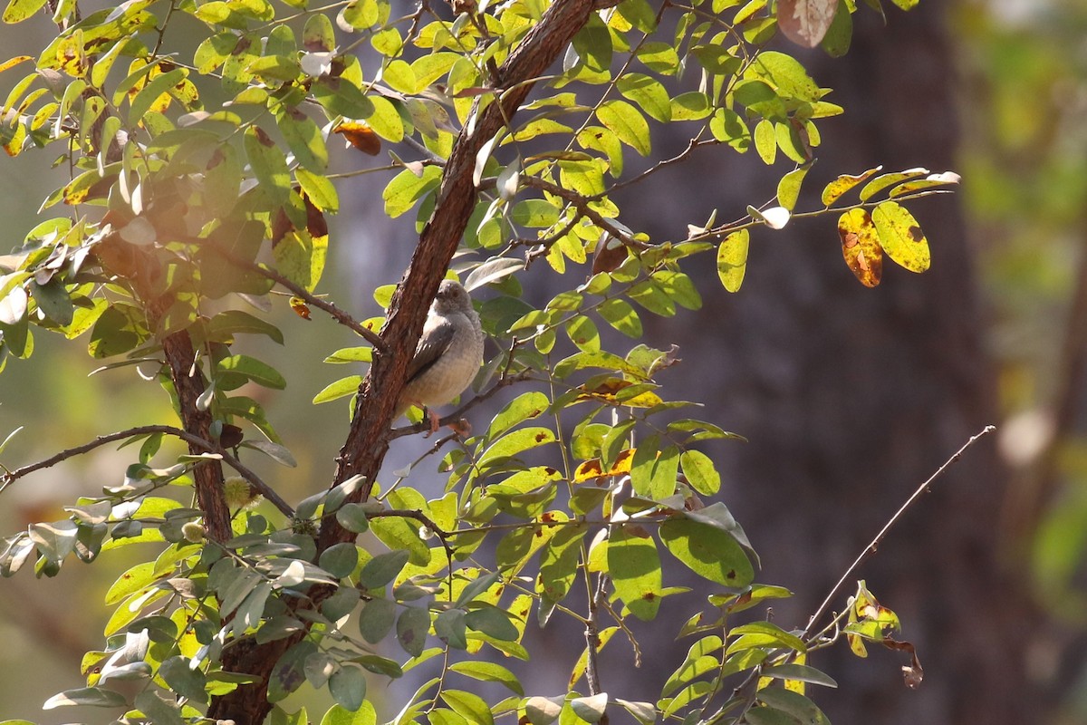 Miombo Wren-Warbler - ML641284874