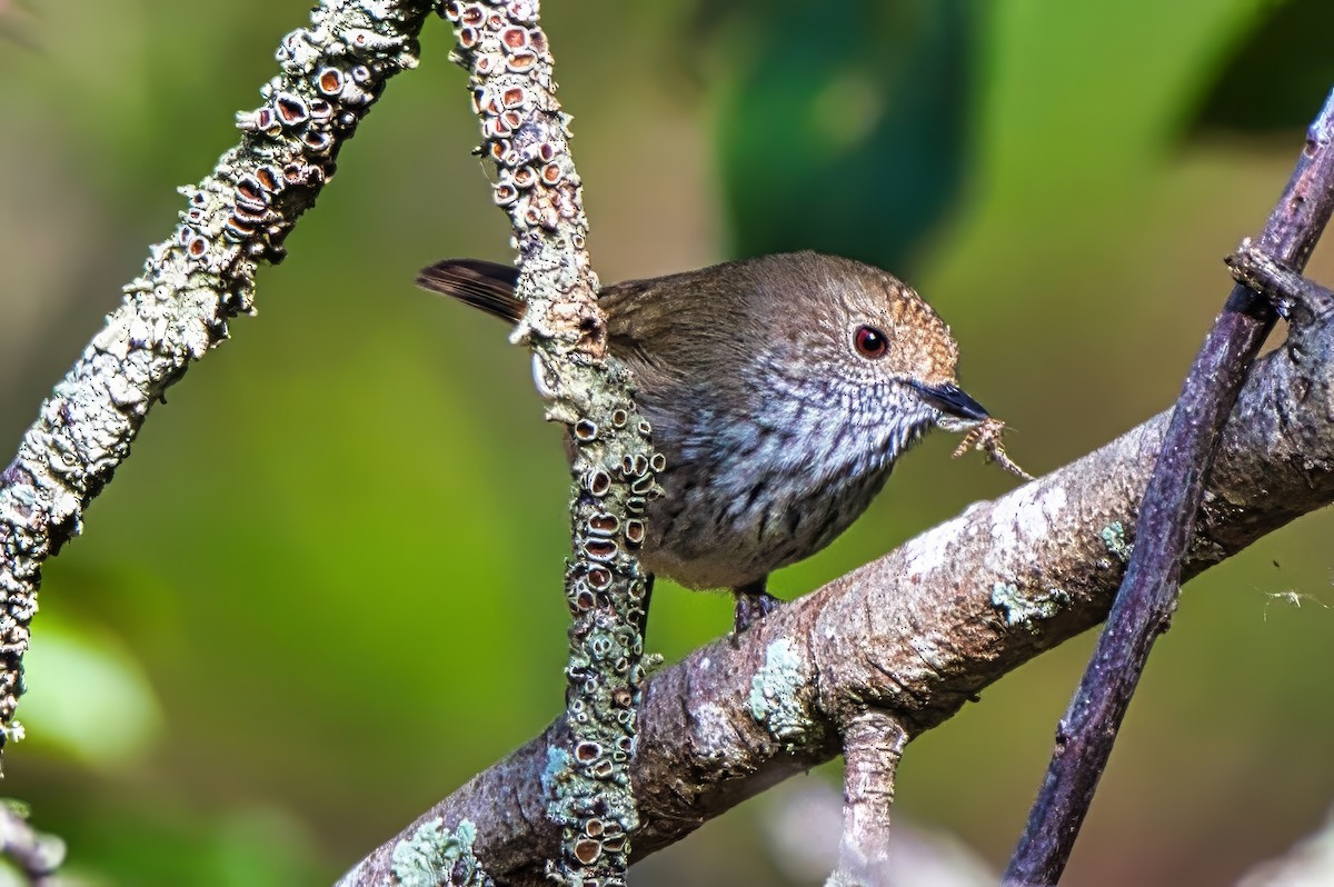 Brown Thornbill - ML641284880