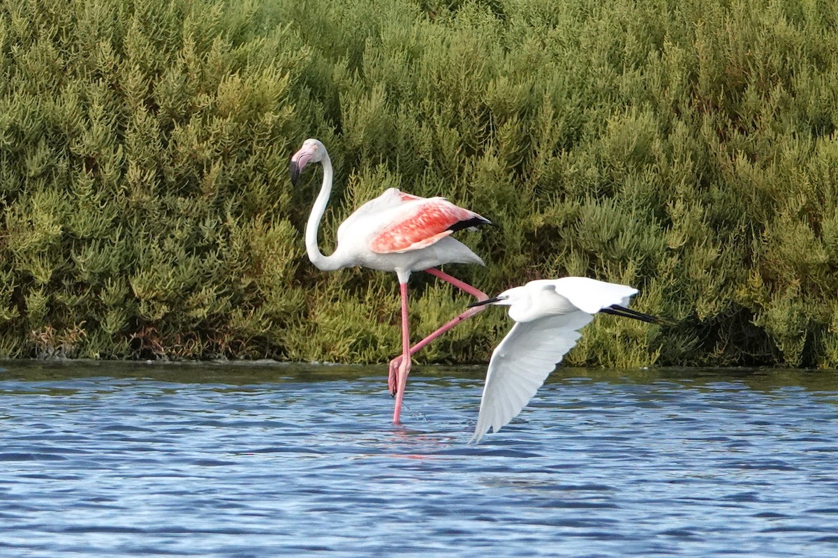 Greater Flamingo - ML641284908