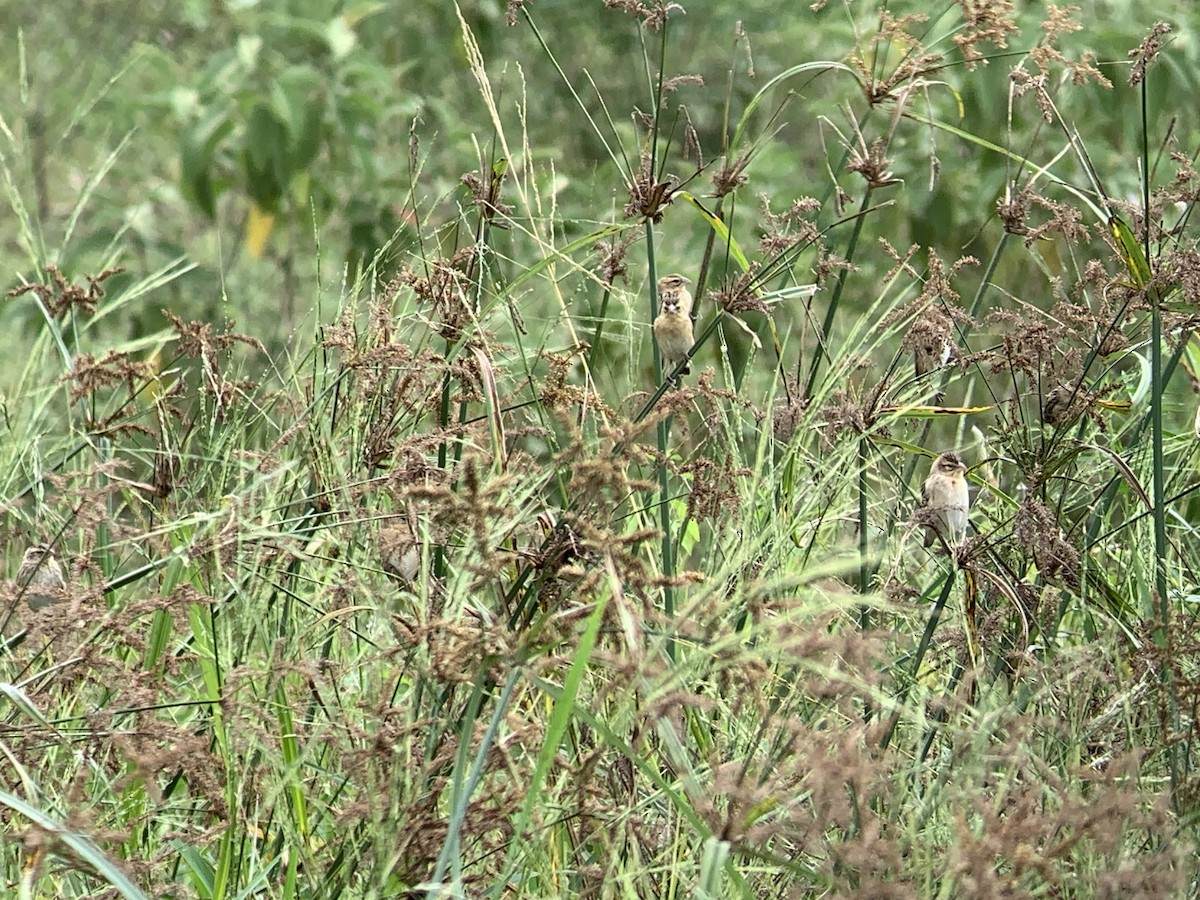 Paseriforme sp. - ML641284909