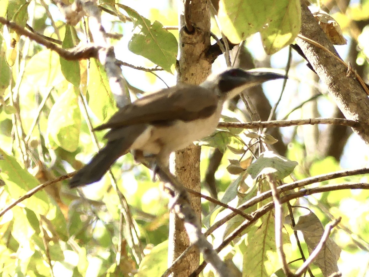 Helmeted Friarbird - ML641284919