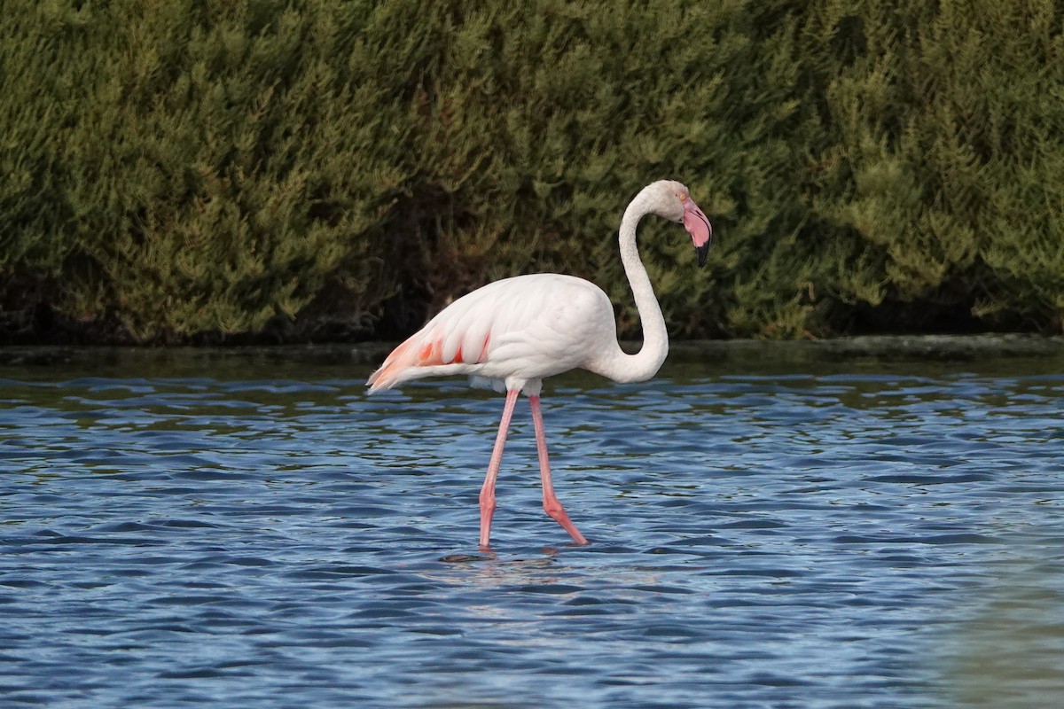 Greater Flamingo - ML641284930