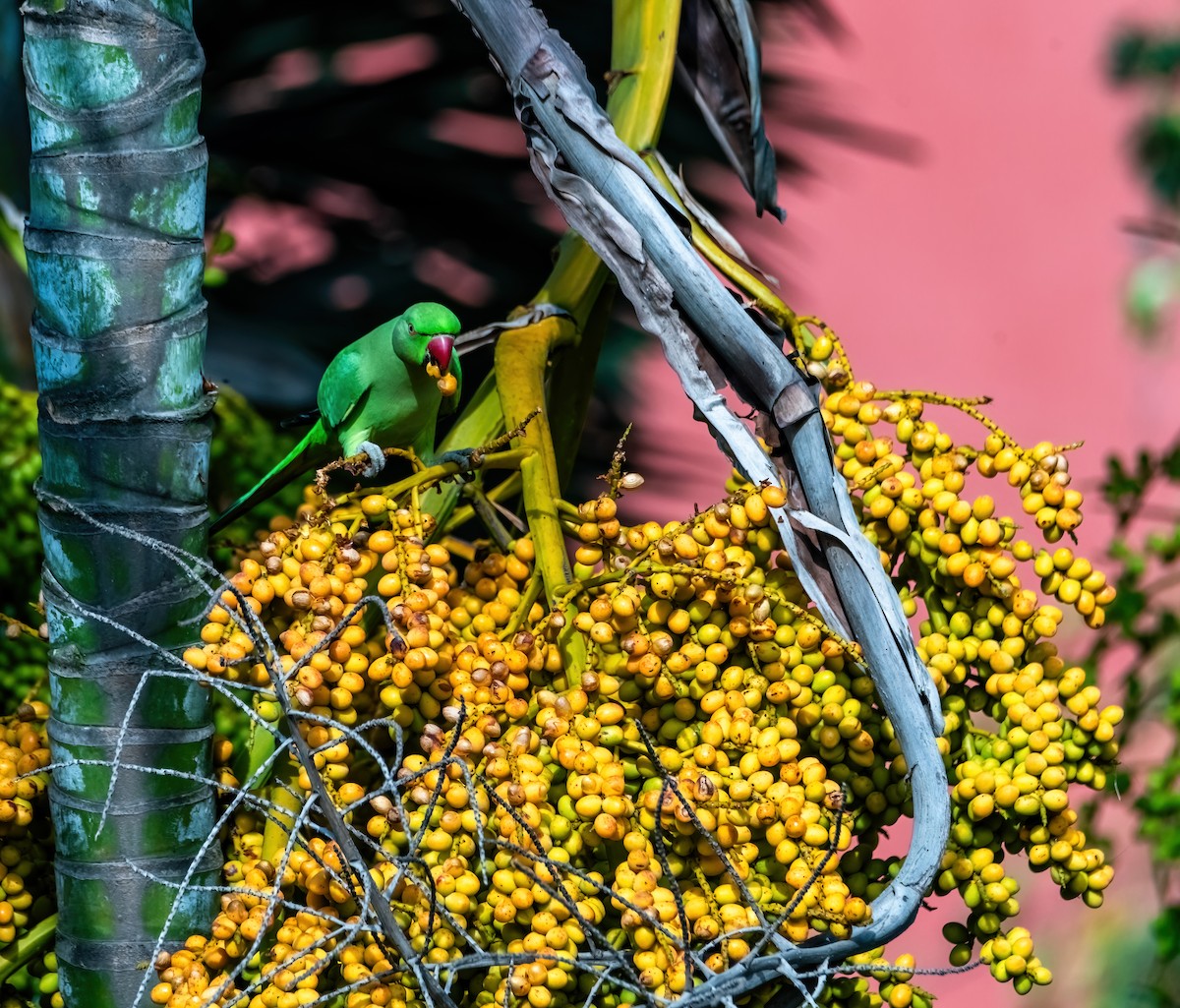 Rose-ringed Parakeet - ML641284987