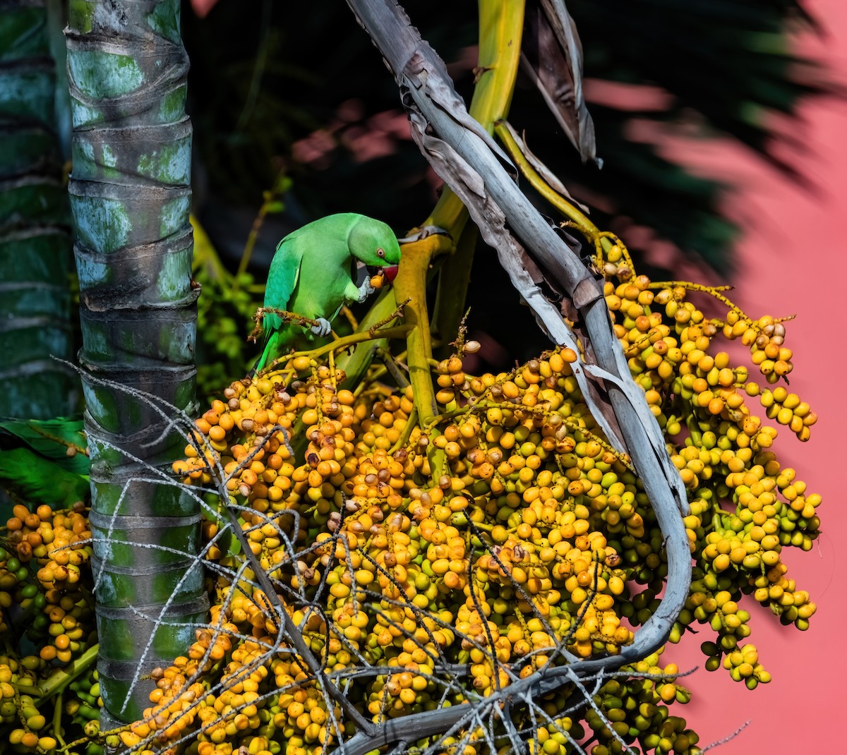 Rose-ringed Parakeet - ML641284988