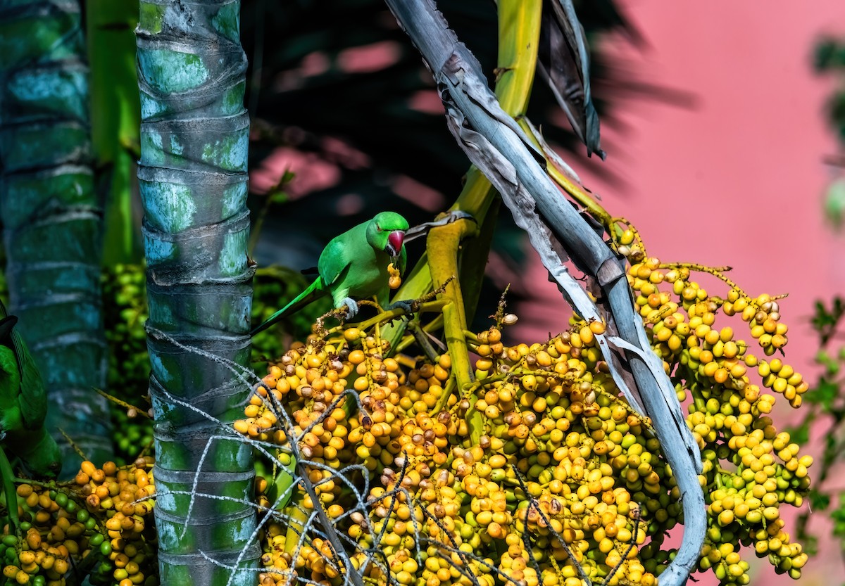 Rose-ringed Parakeet - ML641284989