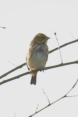 Savannah Sparrow (Savannah) - ML641285013