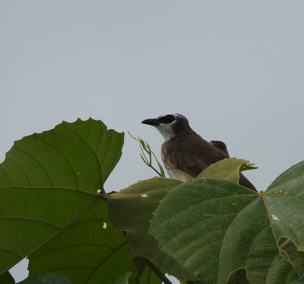 Yellow-vented Bulbul - ML641285014