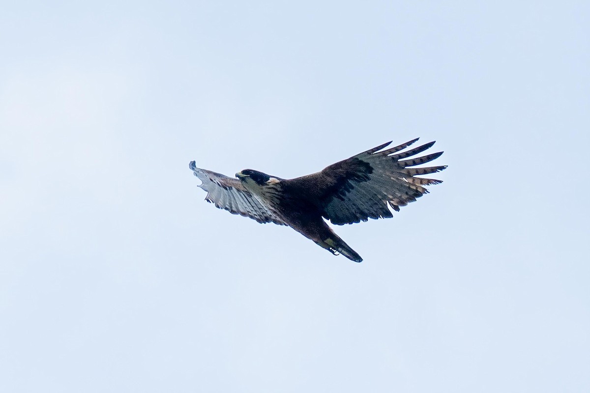 Rufous-bellied Eagle - ML641285026