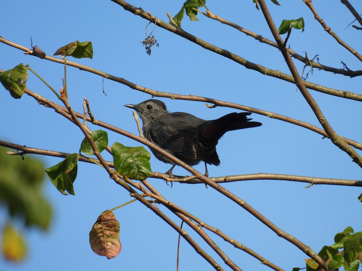 Gray Catbird - ML641285076