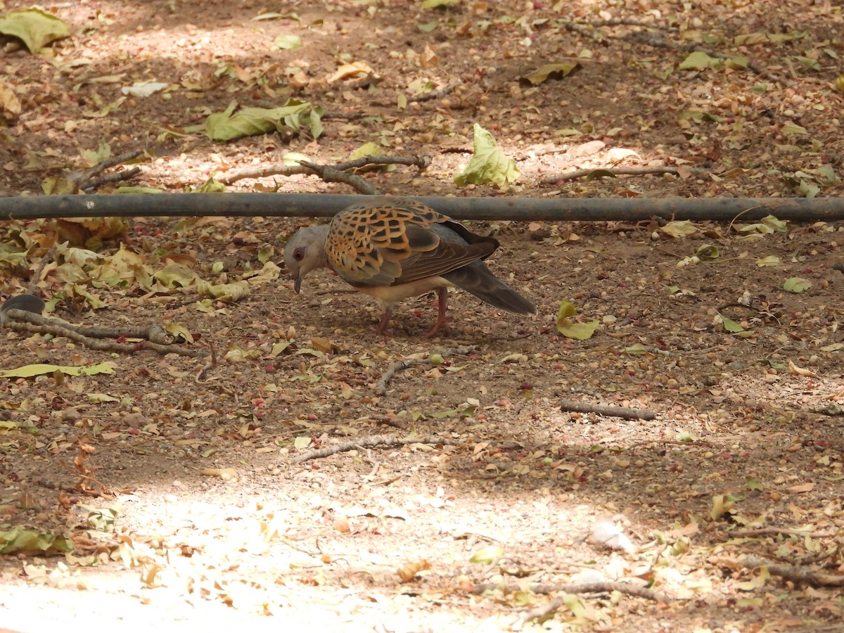 European Turtle-Dove - ML641285099