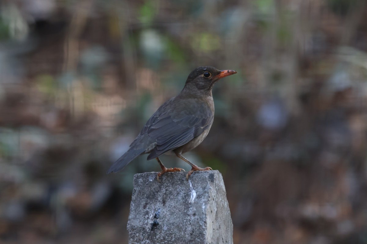 Merle des Nilgiri - ML641285125