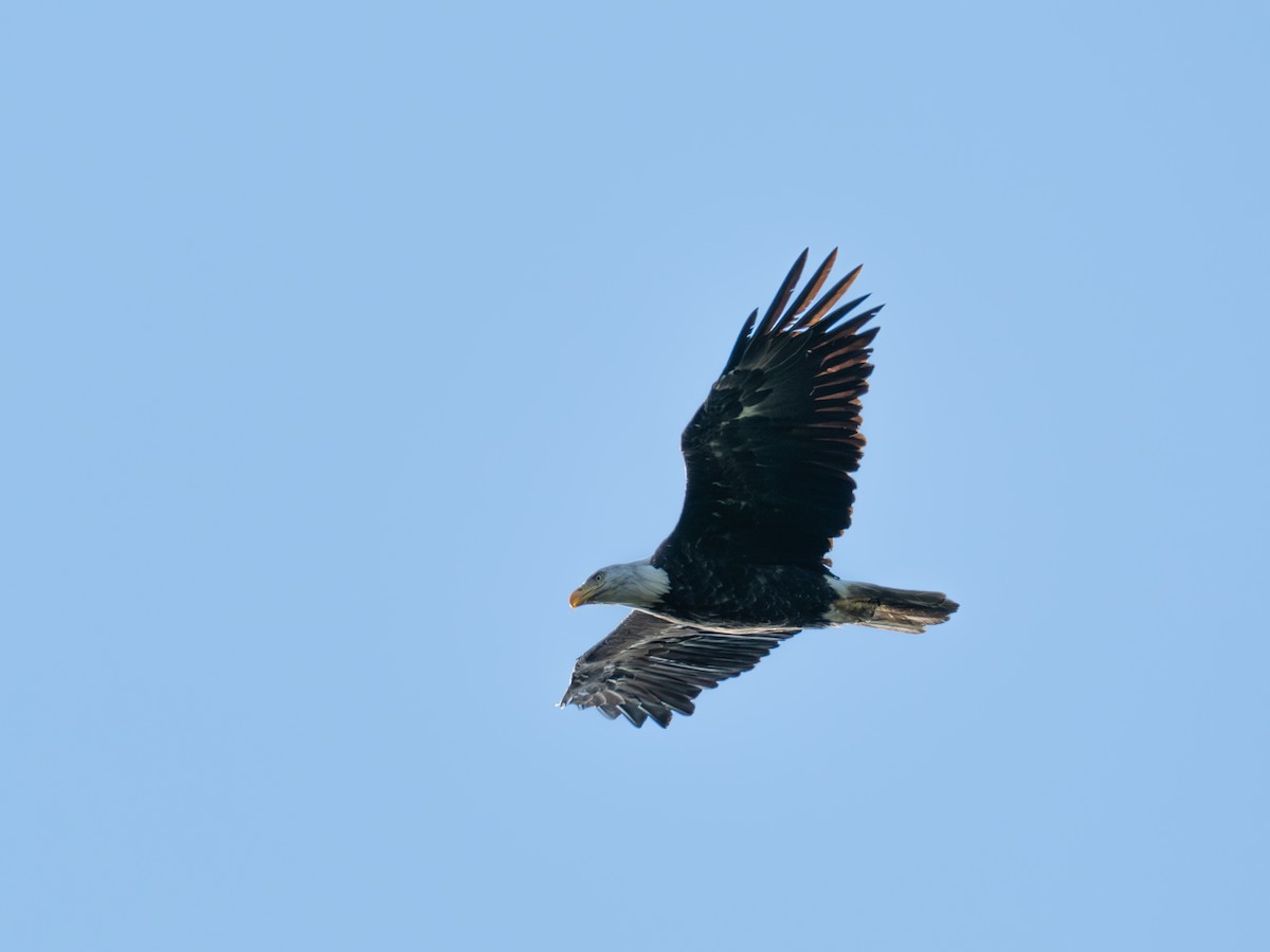 Bald Eagle - ML641285161