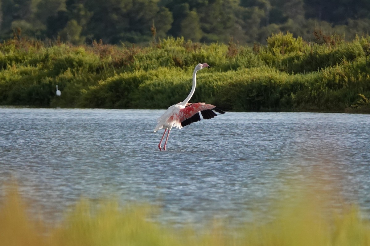 Greater Flamingo - ML641285175