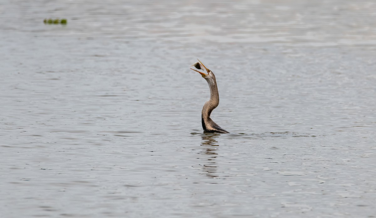 Oriental Darter - ML641285195