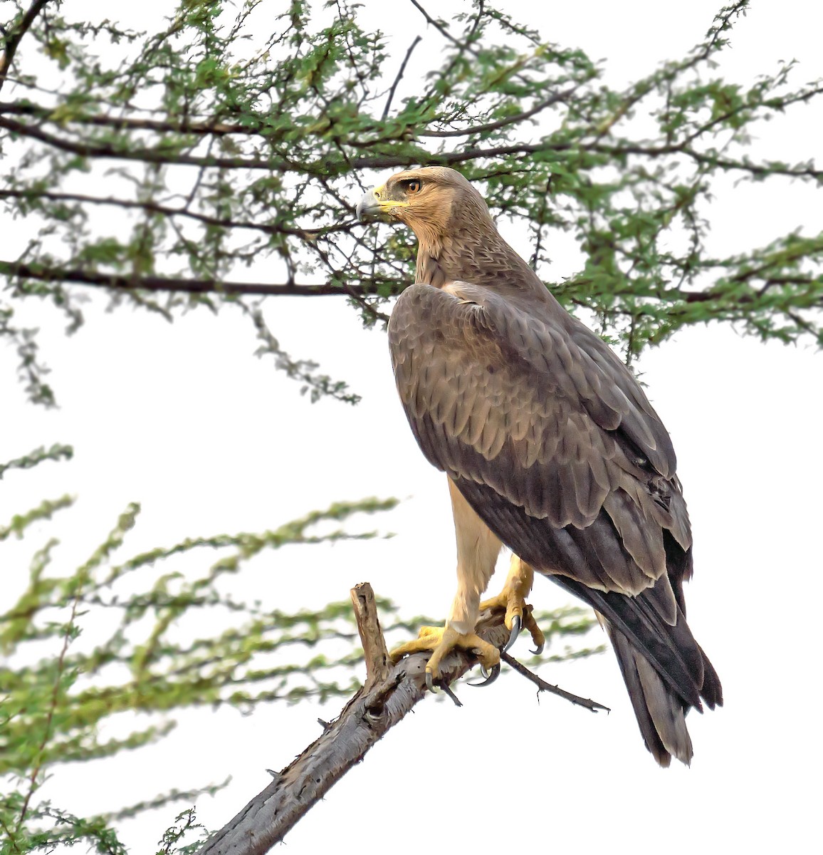 Tawny Eagle - ML641285222