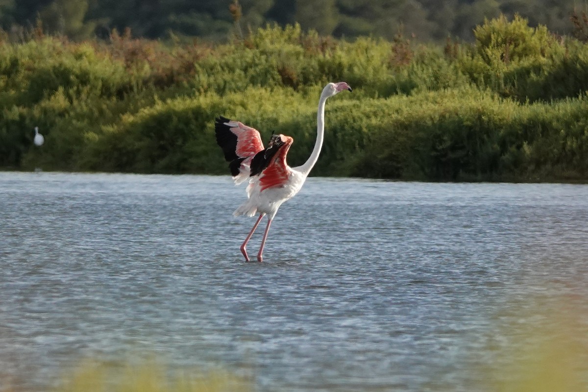 Greater Flamingo - ML641285223