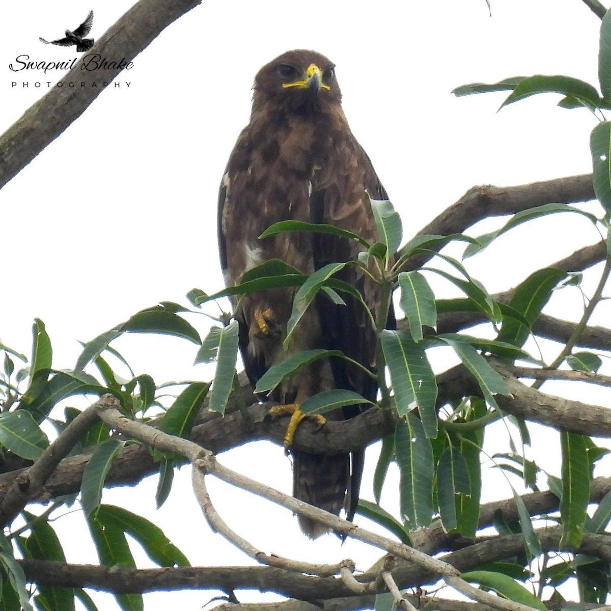Águila India - ML641285264