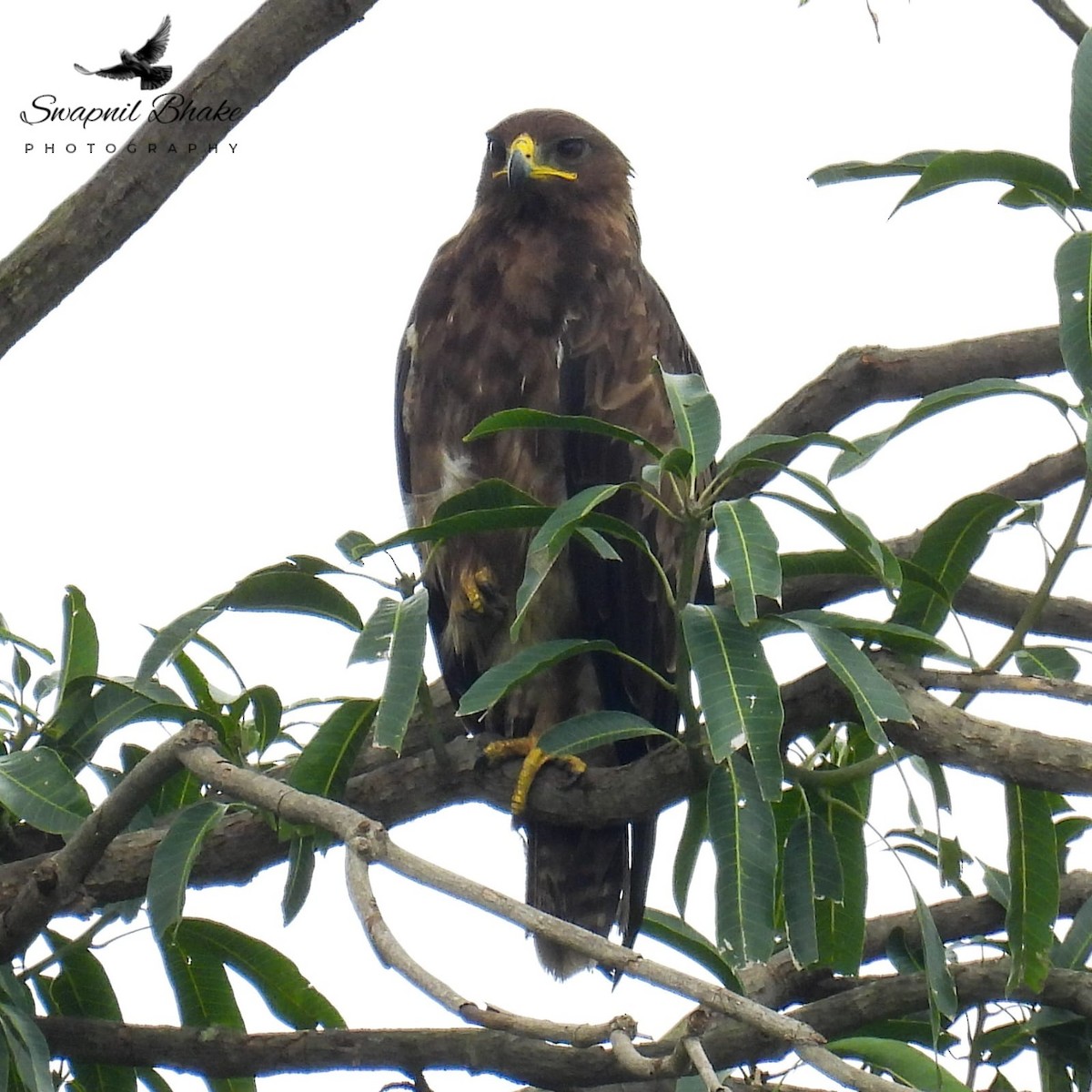 Águila India - ML641285265