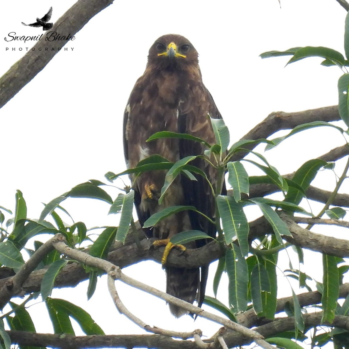 Águila India - ML641285266