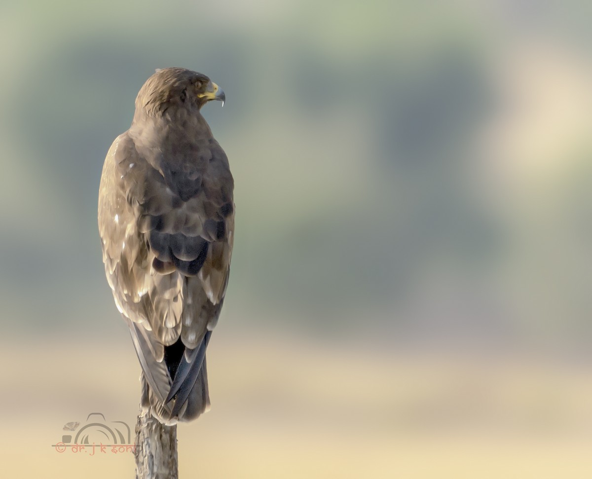 Águila India - ML641285273