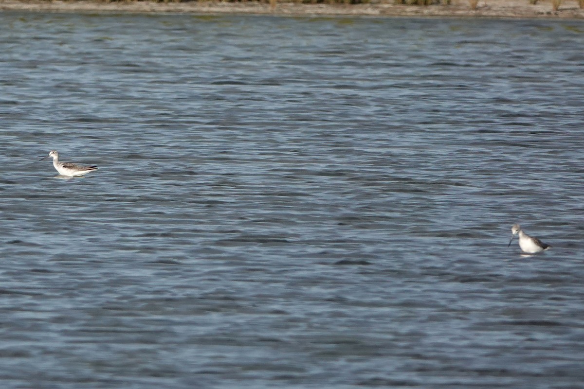 Common Greenshank - ML641285287